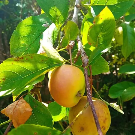 Lantojana Del Cuera Antilles San Roque del Acebal